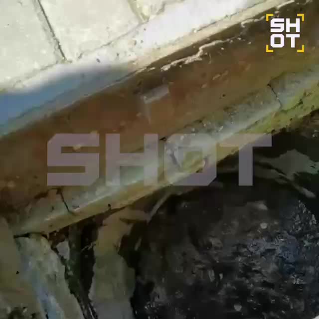 В Зеленограде спасли птенца, упавшего в ливневый сток