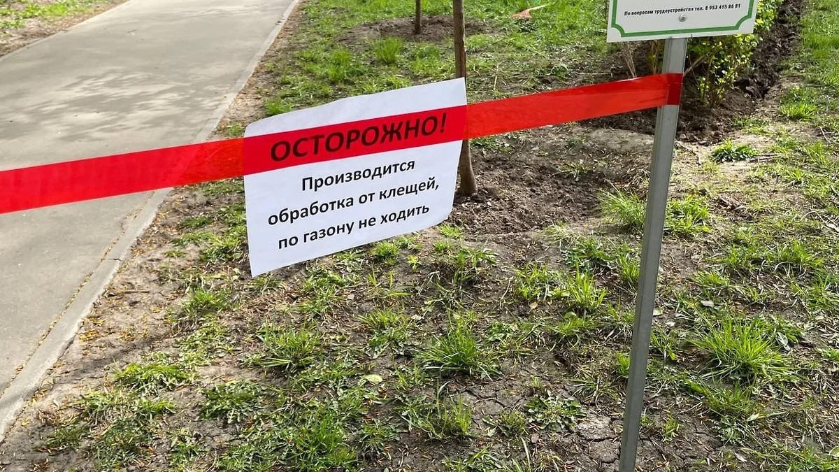 Более тысячи нижегородцев пострадали от укусов клещей к 30 апреля Количество обратившихся в медучреждения на 32% больше в сравнении с аналогичным периодом 2024 года и в 1,6 раза выше среднемноголетнего показателя, сообщили в Роспотребнадзоре. Больше всего случаев присасывания клещей зафиксировали на Бору 75 и в Автозаводском районе Нижнего Новгорода 71 . Лабораторно исследовали 971 клеща, 120 из них были инфицированы боррелиями, 22 — анаплазмой, шесть — энцефалитом. Фото: Ирина Швецова, Коммерсантъ Подписывайтесь на «Ъ-Приволжье» Оставляйте «бусты»