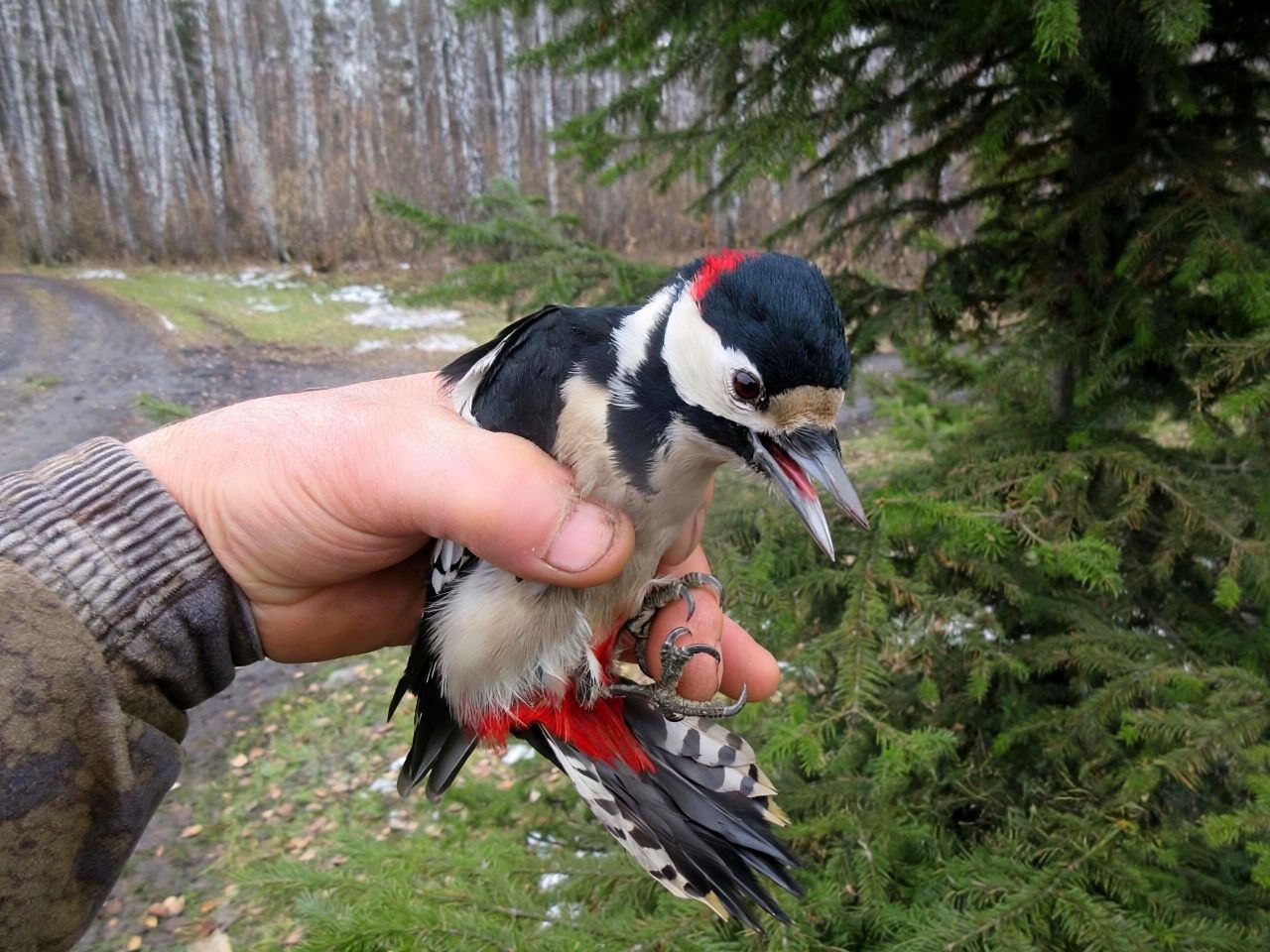 В Саргатском районе охотинспектор спас дятла попавшего в беду На днях во время планового объезда угодий инспектор обратил внимание на необычное поведение птицы на старой ели Присмотревшись он понял что это пестрый дятел попал в беду запутался лапками в прочной синтетической нитке и беспомощно повис на ветке вниз головой не имея возможности самостоятельно выбраться Каждая минута в такой ситуации грозила пернатому лесному санитару гибелью от истощения или хищников Специалист аккуратно поднялся и осторожно чтобы не причинить птице дополнительного вреда освободил её лапки от пут Дятел почувствовав свободу был тут же выпущен на волю После короткой передышки на ветке он улетел вглубь леса полный сил и жизни Хочется верить что теперь он проживёт ещё очень долго поддерживая здоровье Саргатского леса В Управлении по охране животного мира напоминают оставляя после себя мусор в том числе рыболовные лески нитки и прочие изделия из пластика человек создает смертельные ловушки для диких животных и птиц Бережное отношение к окружающему миру долг каждого Если вы видите животное попавшее в беду по возможности окажите ему помощь или сообщите в соответствующие службы Фото upr zhivmir