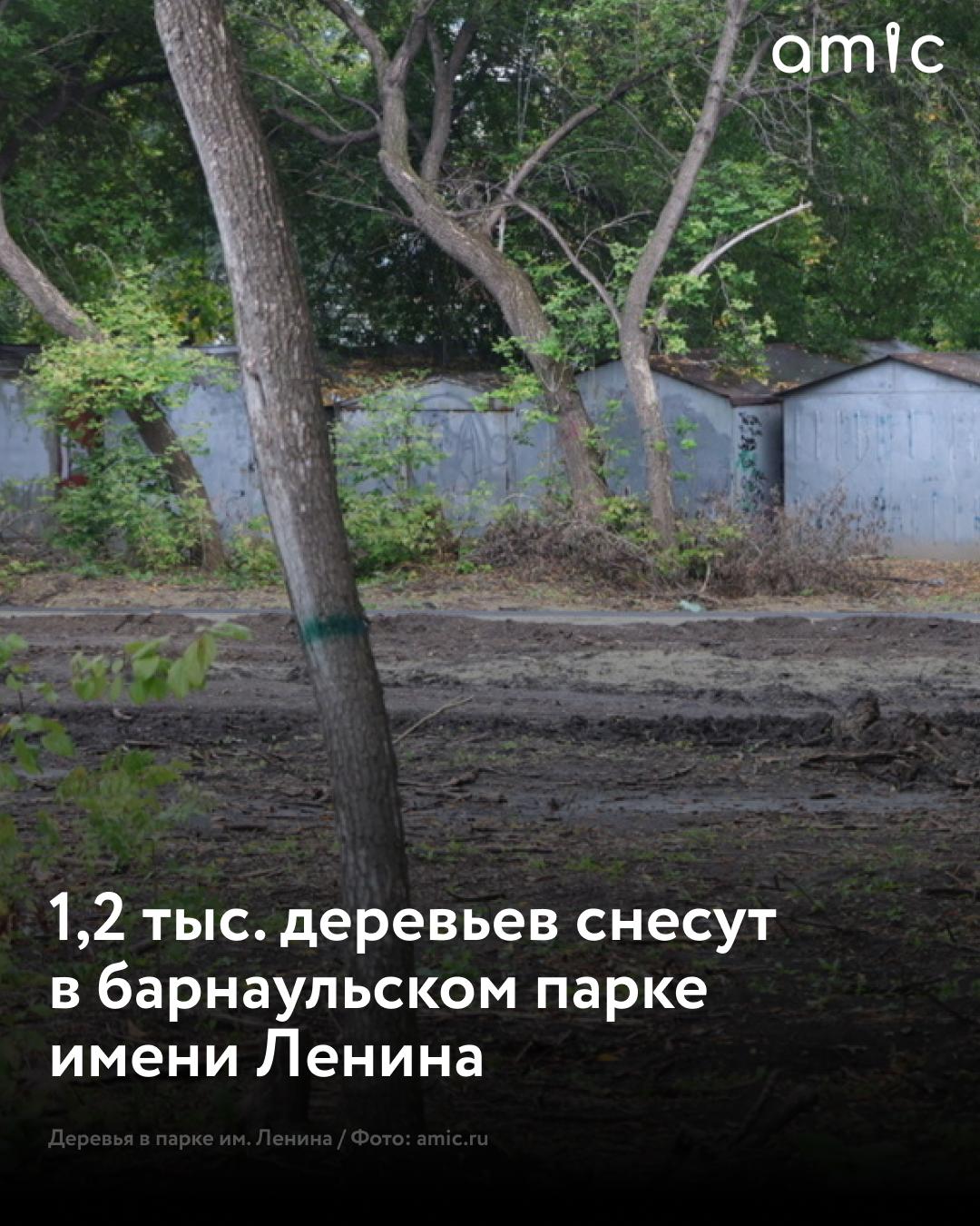 В мэрии Барнаула прокомментировали снос деревьев в парке имени Ленина 1 2 тыс деревьев снесут так как они представляют опасность Обследование выявило глубокие трещины и повреждения сильный наклон поврежденные корни и другие признаки аварийности Об этом сообщили в ТГ канале МЦУ Барнаула Убрать такие деревья необходимо по нескольким причинам Во первых чтобы обеспечить безопасность посетителей парка Во вторых подготовить территорию к последующему благоустройству и высадке новых молодых деревьев В третьих освободить место для обустройства будущих детских и спортивных площадок Аварийные деревья уже не приносят пользу однако могут упасть и причинить ущерб имуществу или здоровью людей отметили власти Также горожанам напомнили что до середины ноября 2025 года в парке планируют высадить более 2 5 тыс деревьев Это будут сосны ели лиственницы пирамидальные тополя березы липы и ивы