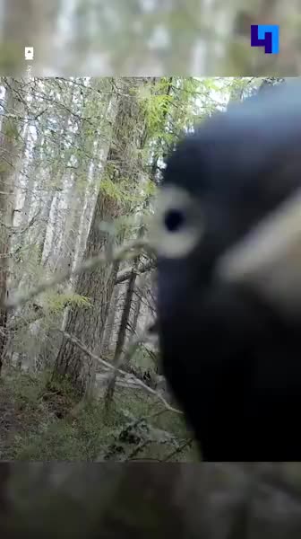 Дятел-желна вновь атакует фотоловушку в Нижне-Свирском заповеднике