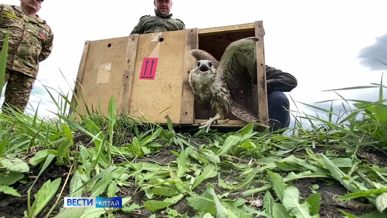 В природном парке «Предгорья Алтая» выпустят в дикую природу семь молодых соколов-балобанов. Родителей этих птиц изъяли у контрабандистов семь лет назад. После этого птицы попали в барнаульский центр «Тайгун», где и дали здоровое потомство. Специалисты подготовили молодых балобанов к самостоятельной жизни, научили ловить добычу и ориентироваться в условиях дикой природы. На каждую птицу нанесли специальные татуировки «SOS22», благодаря которым продажа на чёрном рынке становится невозможной. Сегодня молодых соколов выпустят в дикую природу. Подобную акцию в Алтайском крае проводят уже пятый год подряд.