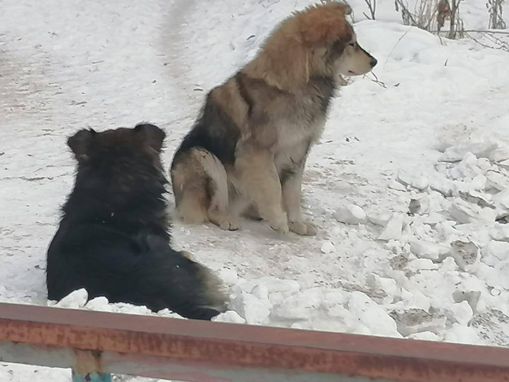 В Минусинске возбуждено уголовное дело по факту нападения бродячей собаки на подростка  По версии следствия, 07 марта двое подростков пришли к павильону, в г. Минусинске, чтобы купить шаурму. Пока юноши ожидали заказ, один из них направился за напитками в близлежащий магазин. Тогда на него напала бродячая собака, укусив за ладонь правой руки.   Пострадавшему на месте была оказана первая медицинская помощь, после чего его доставили в больницу.  Следователи устанавливают обстоятельства произошедшего. Также будет установлена степень тяжести вреда здоровью подростка, после чего будет дана правовая оценка деятельности должностных лиц органов местного самоуправления и ответственных лиц за организацию отлова и содержания безнадзорных животных. _________  Оставить обращение