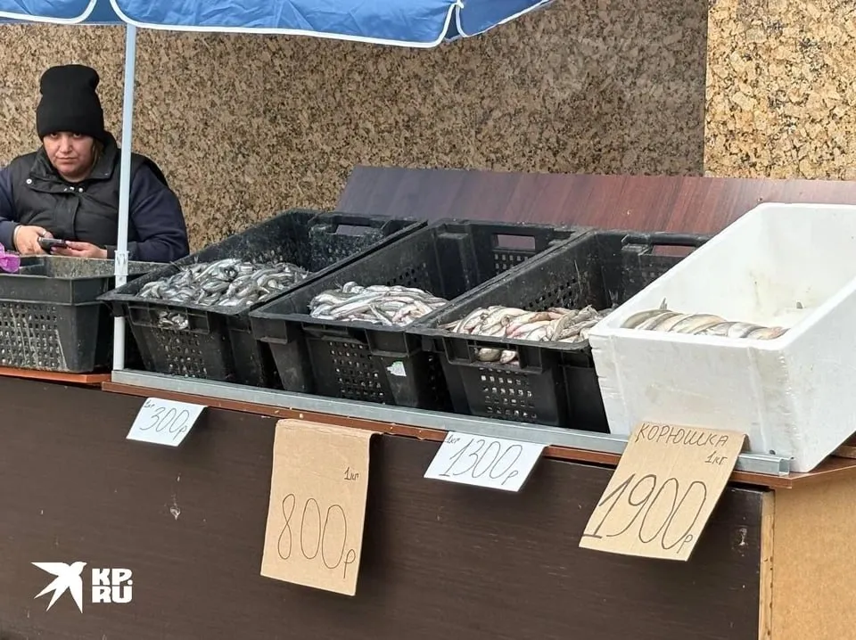 Ранние поставки дороже сколько сейчас стоит корюшка в Петербурге В Петербурге открылся сезон корюшки но цены в этом году удивляют даже продавцов на рынках за килограмм отборной рыбы просят 2 5 3 тысячи рублей в уличных ларьках 1 5 1 9 тысячи Дешевле можно найти только на сайтах объявлений но там высок риск купить замороженную или привозную рыбу без фирменного огуречного аромата В городе заработали 77 официальных точек продаж где корюшка должна быть доступнее Квота на вылов в Ладоге на 2026 год 1300 тонн запасы здоровы но реально вылавливают меньше разрешённого Подробнее рассказываем в нашей статье на сайте Вероника Овсянникова Читай нас в MAX Читай нас в Telegram