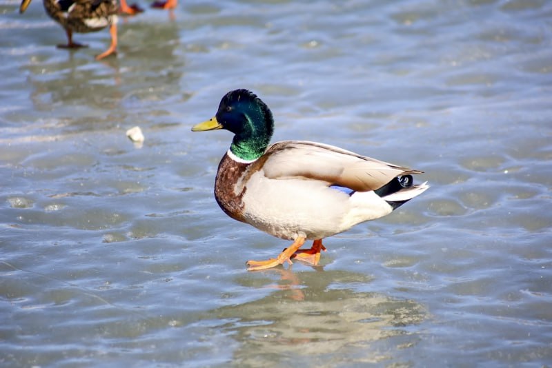 Жители Тюмени часто беспокоятся о лебедях и утках которые остаются зимовать в городе Орнитолог Сергей Баянов объяснил что у этих птиц просто снижается инстинкт перелета По его словам для того чтобы не лететь на юг пернатым достаточно небольшого участка открытой воды Во время миграции они испытывают сильный стресс и если есть возможность перезимовать в Сибири они остаются рассказал эксперт В последние годы тюменские зимы стали мягче в том числе из за деятельности человека Часть водоёмов например озеро Оброчное куда сливают воду с ТЭЦ 1 перестала замерзать Это стало популярным местом для зимовки птиц Птицы прекрасно переносят даже сильные морозы до 40 градусов благодаря плотным перьям и толстому слою жира Главное условие выживания наличие водорослей на дне водоёма Однако орнитолог отмечает что птицы остаются и потому что их кормят люди Это может быть опасно многие не знают но хлебные крошки развивают у птиц проблемы с желудочно кишечным трактом что ведёт к ослаблению организма и даже гибели Ветеринары советуют использовать для кормления использовать сырые или слегка отваренные овощи такие как капуста морковь и картофель В сильные морозы лучше давать зерновые смеси из пшеницы овса и ячменя а также специальный комбикорм без соли Корм нужно размещать у самой воды чтобы птицам было легче его усваивать Уралити