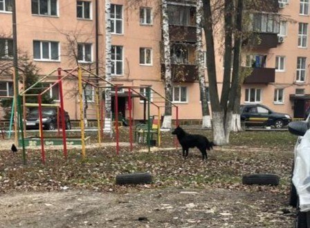 В Железнодорожном округе Курска бродячие собаки снова нападают на людей Сегодня 19 ноября на жительницу улицы Маяковского кинулась бездомная собака Инцидент произошел во дворе дома 105 прямо возле детской площадки Шла спокойно в магазин никого не трогала Ну вижу собаки сидят я особо внимания на них не обращала В какой то момент одна из них подбежала ко мне и схватила за штанину трепала долго Повезло ещё что штаны широкие а то бы пришлось в травмпункт ехать рассказал женщина В начале этого года здесь же целая стая бросалась на детей По словам курянки после того случая ситуация с безнадзорными животными у них немного улучшилась большая часть собак пропала а люди вздохнули с облегчением Однако ненадолго У нас постоянно здесь собираются собаки страшно ходить просто Рядом детский сад школа спортивная школа для деток а всем как то плевать Тут женщина из этого дома она им будки сделала со стороны церкви кормит постоянно вот они и возвращаются Да животным надо помогать но кто нас защитит Они ребенка покалечить на всю жизнь могут подчеркнула пострадавшая Жители неоднократно писали звонили оставляли жалобы но все тщетно Проблема остаётся актуальной по сей день Курская Telega Прислать новость