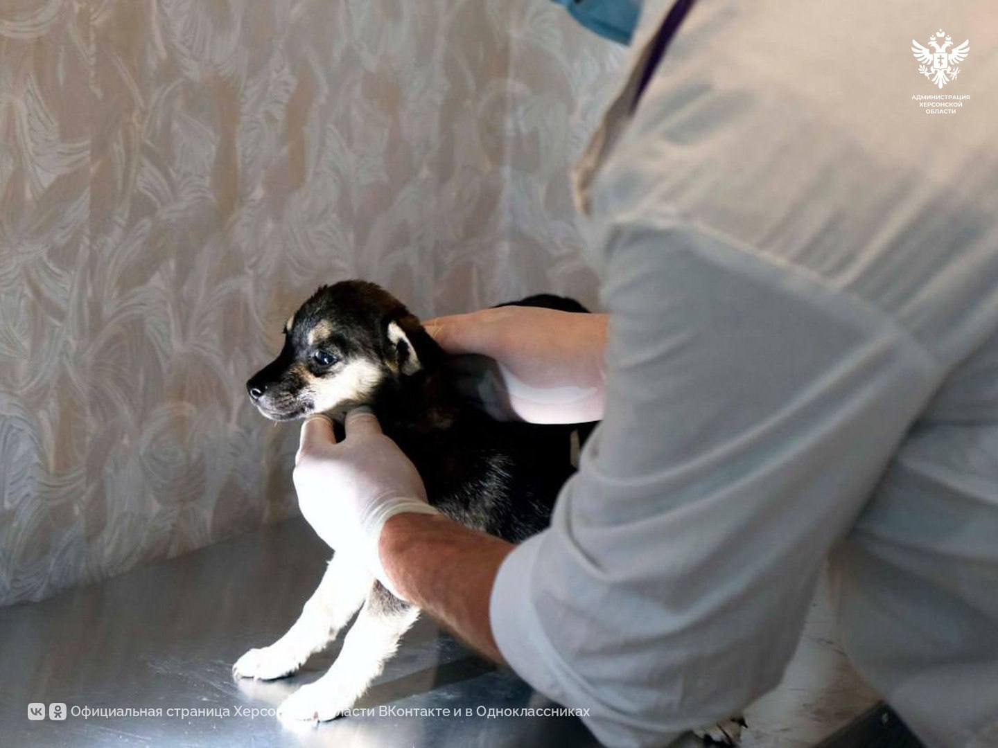 В преддверии Дня образования ветеринарно-санитарной службы Росгвардии специалист провел осмотр животных в Херсонской области Накануне профессионального праздника фельдшер ветеринарной службы Управления Росгвардии по Херсонской области организовал прием животных в ветеринарном кабинете поселка городского типа Новоалексеевка. Волонтеры и местные жители привезли на осмотр котят и щенков, оставшихся без попечения. Специалист проверил состояние здоровья животных, дал рекомендации по дальнейшему лечению и наблюдению, а также напомнил гражданам о правилах безопасности при контакте с бездомными животными. Кроме того, участникам акции вручили тематические памятки с полезной информацией по уходу за питомцами и профилактике заболеваний. «Забота о животных — это не только гуманность, но и важная часть обеспечения санитарно-эпидемиологического благополучия. Мы благодарим волонтеров и всех, кто не остается равнодушным к судьбе бездомных животных», — отметил представитель Росгвардии. Сайт ВК ОК #Администрация_Херсонская_область