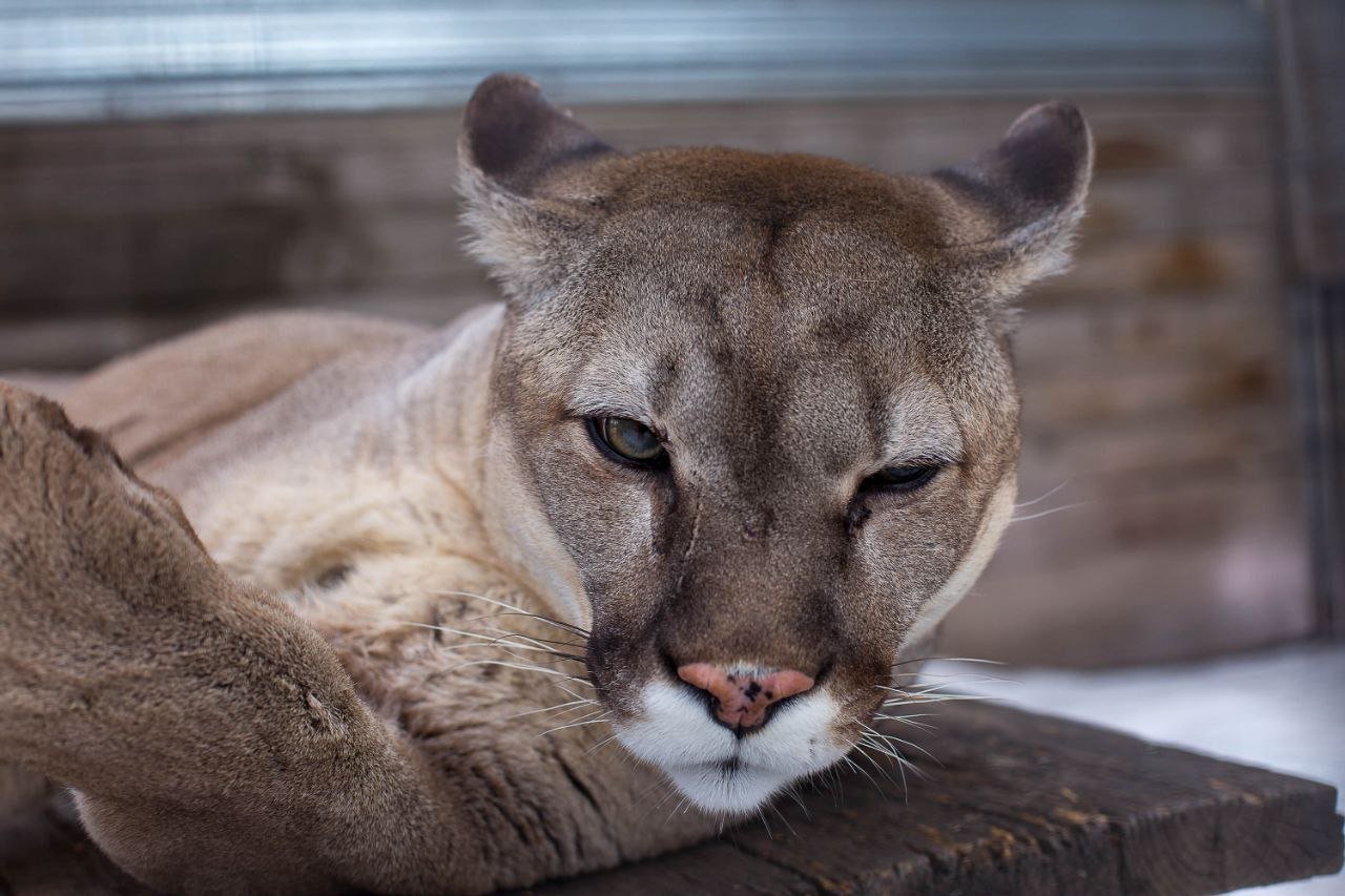 14 летняя пума умерла в барнаульском зоопарке Пуму звали Рони Он приехал в Барнаул из Красноярского края в 2012 году ему было 8 месяцев У Рони и его подружки Кнопы за эти годы было 8 котят Специалисты отмечают 14 лет для такого животного это почтенный возраст Причина смерти физиологические возрастные изменения уточнили в зоопарке Катунь 24 в MAX