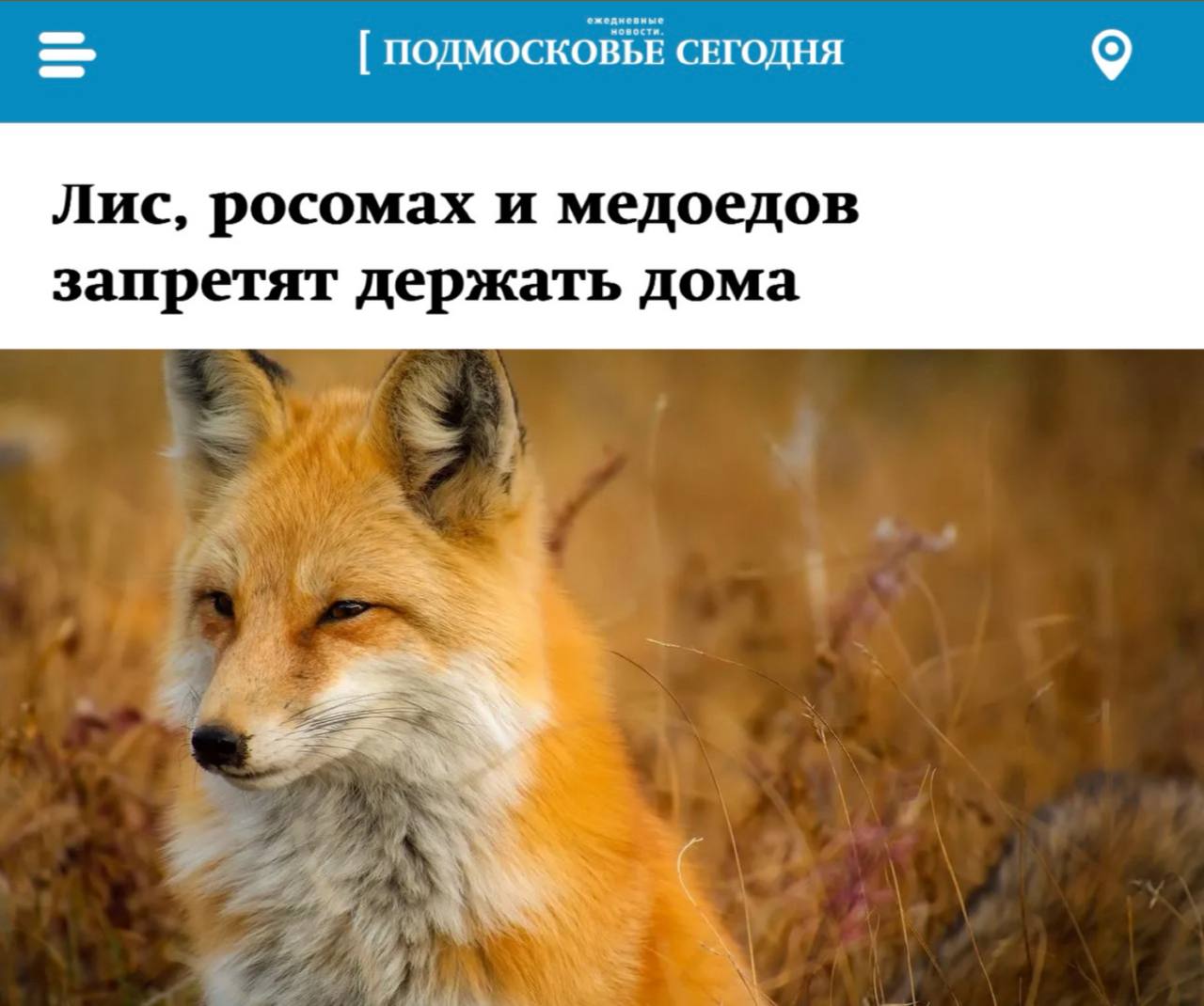 Запрет на содержание диких животных в домашних условиях  С 1 сентября 2025 года в России вступит в силу запрет на домашнее содержание ряда хищных животных. В список запрещённых к содержанию входят: • Лисы • Росомахи • Медоеды • Собаки динго • Сервалы  дикие кошки   Документ, утверждающий данный перечень, будет действовать на протяжении шести лет, до 1 сентября 2031 года. В список также включены: • Львы • Тигры • Леопарды • Гепарды • Ягуары • Пумы • Снежные барсы • Рыси • Гиеновые собаки • Обыкновенные лисицы • Тюлени и моржи • Все представители семейства медвежьих • Волк обыкновенный  включая подвид динго  • Рыжий волк • Гривистый волк • Все виды медоедов • Все гиеновые, за исключением земляных волков