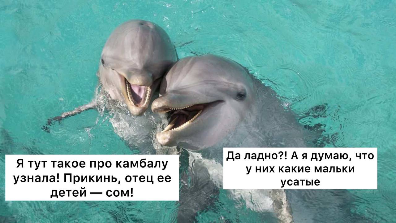 Дружба действительно замедляет старение ученые Это подтверждается на примере дельфинов Специалисты смотрели на так называемый эпигенетический возраст это маркеры которые показывают насколько изношен организм на молекулярном уровне У дельфинов с постоянными устойчивыми социальными связями этот возраст был ниже примерно на 1 5 2 года А вот жизнь в больших компаниях и постоянные тусовки дают обратный эффект и связаны с ускоренным биологическим старением Подписаться Прислать новость