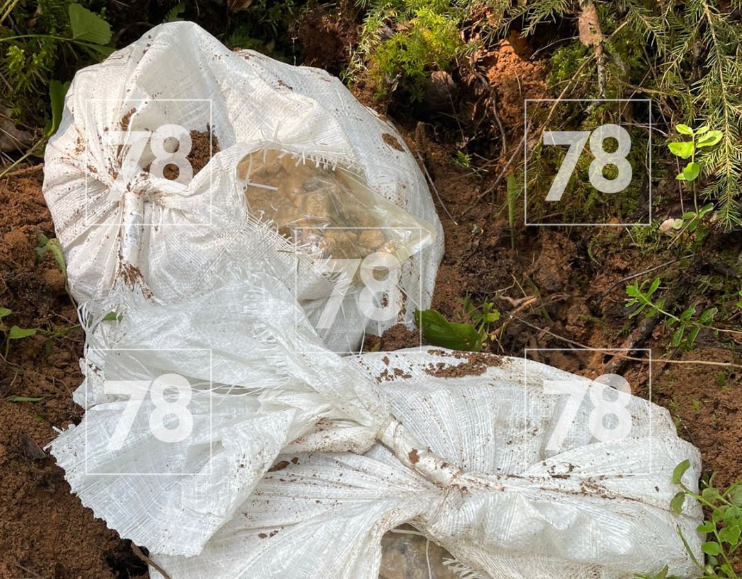 60-килограммовую закладку нашли в лесу в Лужском районе Как сообщил источник , внушительный тайник с синтетическими наркотиками случайно обнаружила семья грибников. Люди сразу обратились в полицию. Причастных к незаконному обороту наркотиков разыскивают правоохранители. Подписаться Прислать новость