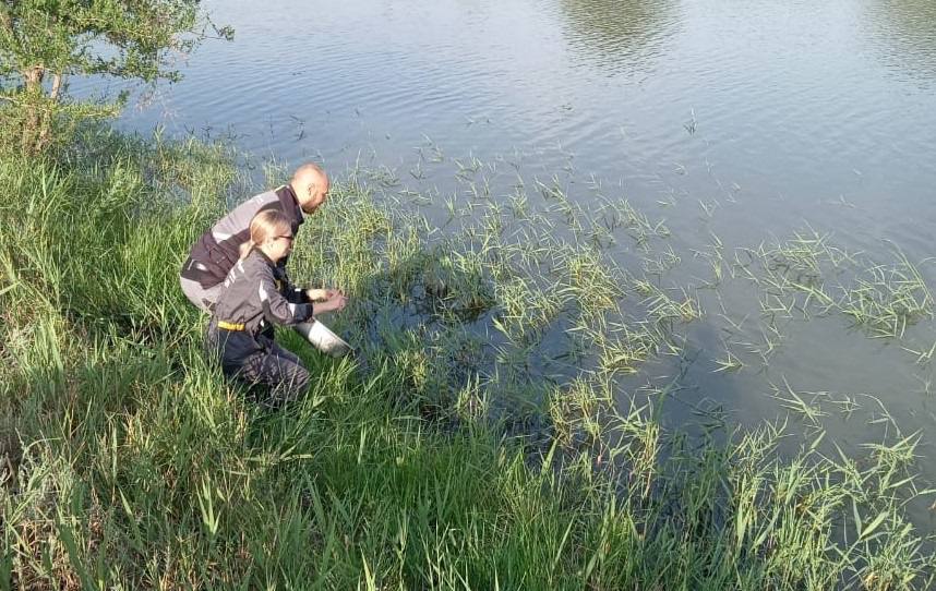 В Волгоградской области в Волгу выпустили более тысячи мальков русского осетра Мальки выращены на Волгоградском осетровом рыбоводном заводе Нижневолжского филиала ФГБУ «Главрыбвод». Они уже адаптированы к естественным условиям обитания. Выпуск является компенсационным мероприятием в рамках проектов берегоукрепления Волги и строительства водопропускных сооружений в Волго-Ахтубинской пойме. Акция направлена на достижение целей регионального проекта «Оздоровление Волги» нацпроекта «Экологическое благополучие». Кстати В 2024 году в ходе экологических проектов облкомприроды в реки Волжского и Донского бассейнов выпущено 157,5 тыс. мальков русского осетра и более 48 тыс. мальков сазана.