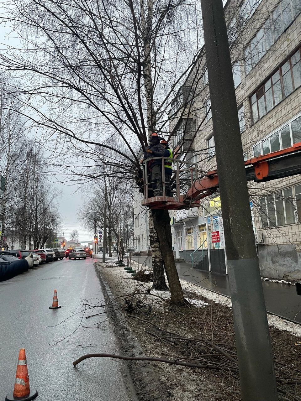 На улицах Кирова проводят омолаживающую обрезку деревьев.  Сотрудники отдела зелёного строительства обрезают деревья на Маклина от Дерендяева до Октябрьского проспекта и на Дерендяева от Спасской до Воровского.    На этих участках в дневные часы просят не оставлять машины на парковку. При необходимости автомобили будут перемещать с помощью эвакуатора.