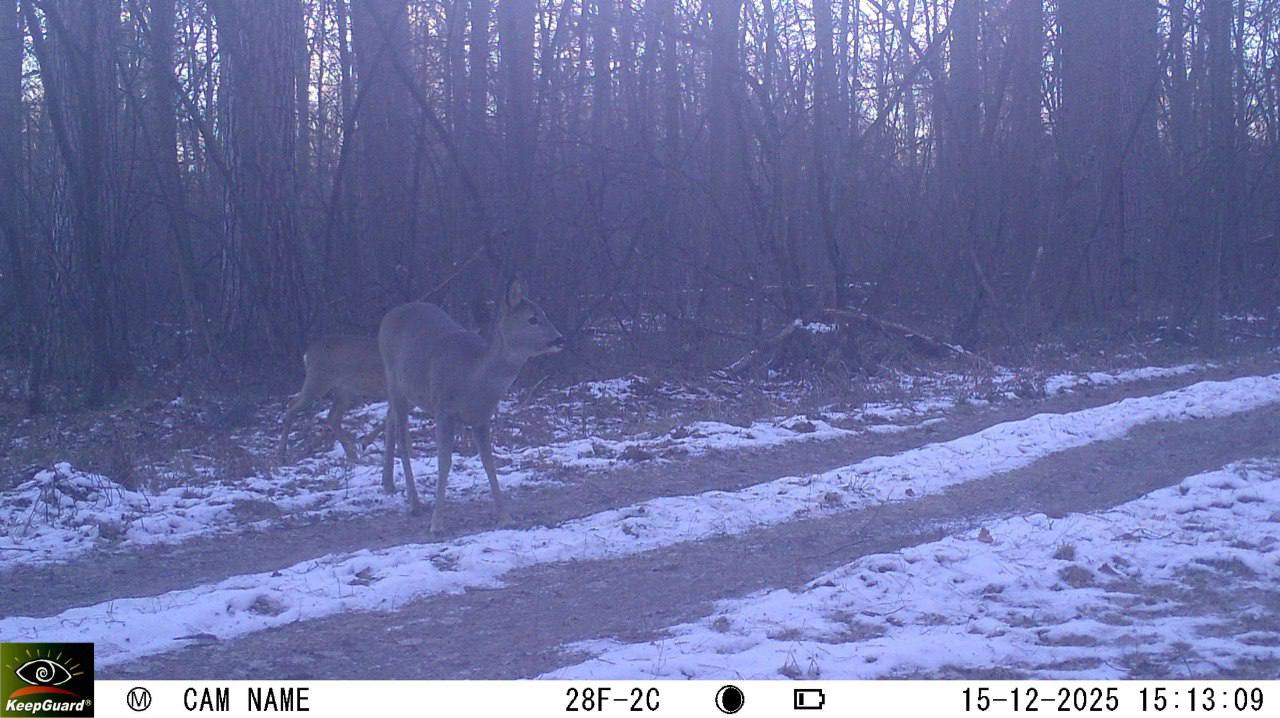Воронежский заповедник показал кадры редкой енотовидной собаки В Воронежском заповеднике поделились кадрами с фотоловушки которая засняла редкого гостя енотовидную собаку Вообще зверь впадает в зимнюю спячку но в периоды оттепели может просыпаться Помимо этого в фотоловушку попали косули переходящие через лесную просеку а также наведавшаяся к бобровой плотине лиса Мы всегда на связи в Max
