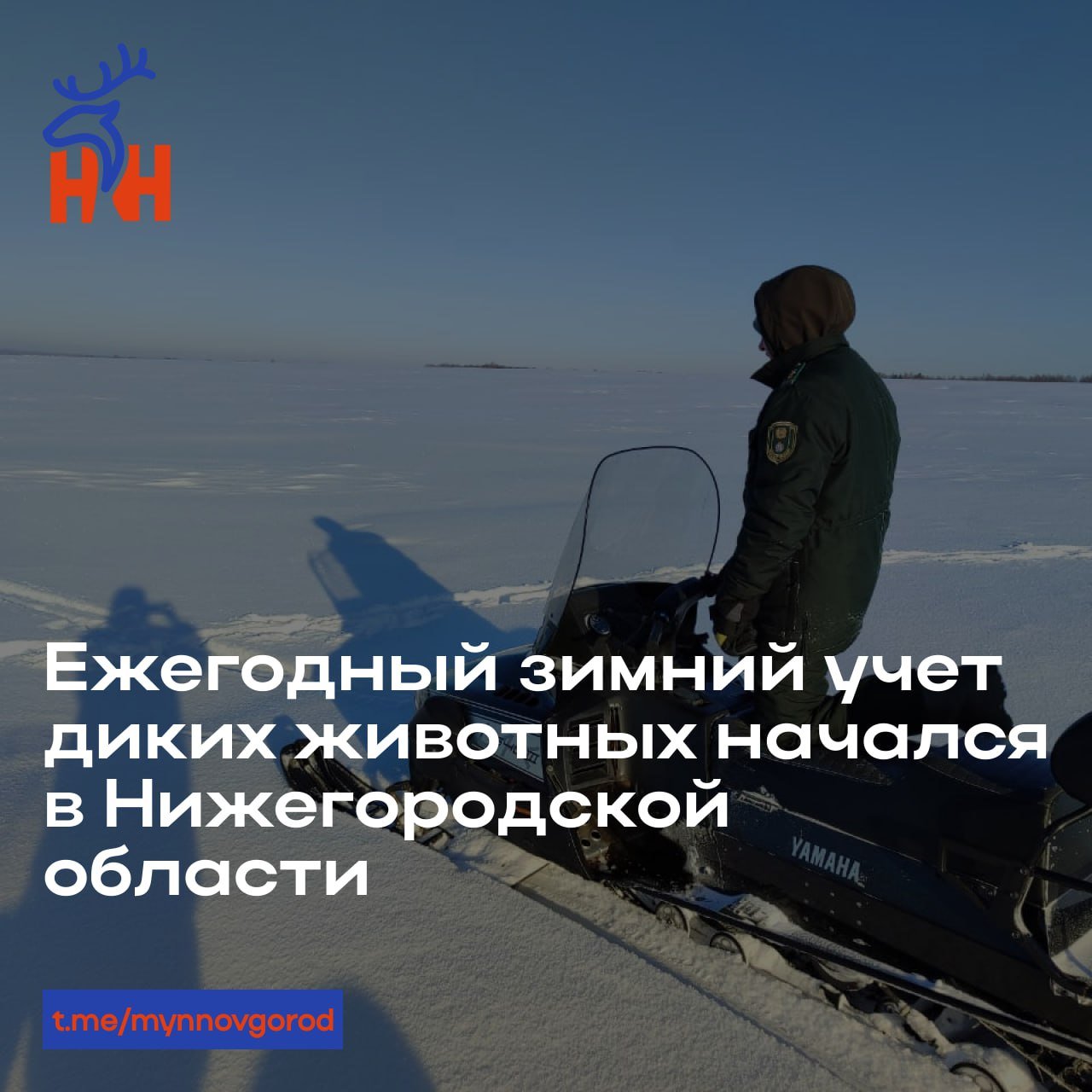 Ежегодный зимний учет диких животных начался в Нижегородской области  В Нижегородской области в январе начинается зимний учет численности охотничьих ресурсов, который продлится по 25 марта 2025 года. Об этом рассказали в региональном министерстве лесного хозяйства и охраны объектов животного мира.  «Традиционно в регионе проводится четыре вида зимнего учета численности охотничьих ресурсов, основным из которых является зимний маршрутный учет. Он позволяет контролировать состояние популяций диких животных - таких, как лоси, косули, кабаны, рыси, зайцы, куницы, белки, горностаи, ласки, хорьки, лисицы, волки, глухари, тетерева, рябчики и куропатки, обеспечивая их добычу без ущерба для экосистемы. Полученные данные служат основой для государственного мониторинга охотничьих ресурсов, нормирования добычи, установления ограничений на охоту, регулирования численности и создания охраняемых зон, где охота строго контролируется», – сообщили в ведомстве.