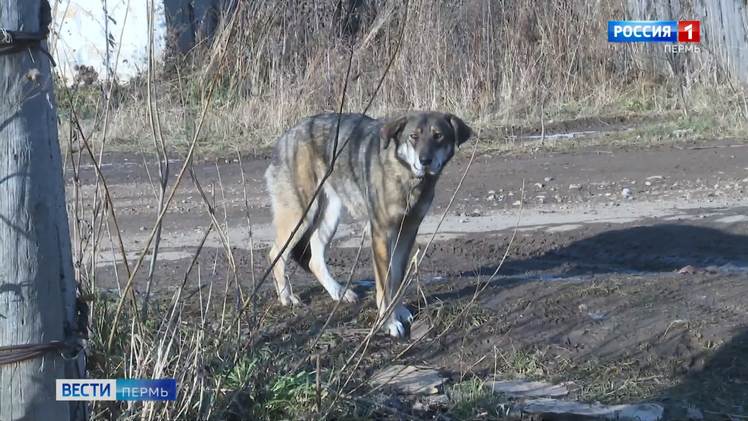 В Перми возбуждено уголовное дело по факту нападения собак на ребенка В Перми следователи СК России возбудили уголовное дело по информации о нападении собак на ребенка. Происшествие случилось сегодня в микрорайоне Разгуляй. Несколько бездомных собак напали на 8-летнего мальчика, после чего ему потребовалась амбулаторная медицинская помощь. Уголовное дело возбуждено по статье "Халатность". Ход его расследования взяла на контроль прокуратура Ленинского района Перми.