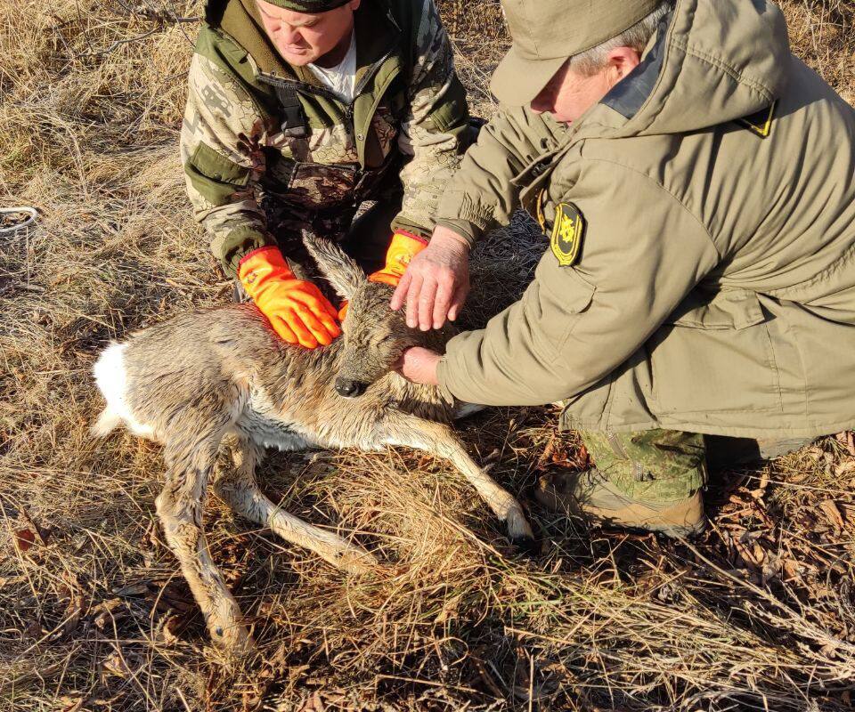 Косулю спасли на реке Салмыш в Оренбургской области.  Проезжающие по биккуловскому мосту уфимцы увидели плывущее по воде животное и сообщили о ней главному охотоведу Октябрьского района.   Косуля выбилась из сил, но смогла выбраться на камышовый островок. Спасатели дотолкали лодку до камышей и погрузили в неё ослабевшую косулю. Оказалось, ей еще не было года.     Спутник FM – Уфимская Волна