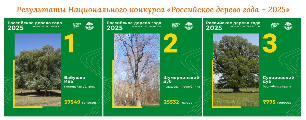 В Чувашии стабильно лучшие дубы России Десятки тысяч человек ежегодно преисполняются в своем познании и начинают выбирать лучшее дерево. Шумерлинский дуб Петра Первого занял в этом году второе место, улучшив свой результат по сравнению с прошлым годом 4 место . А в 2023 году конкурс выиграл 372-летний дуб «Старейшина чувашских дубрав» из Моргаушского района республики. Для полноты регалий ждем введения западных санкций против чувашских дубов.