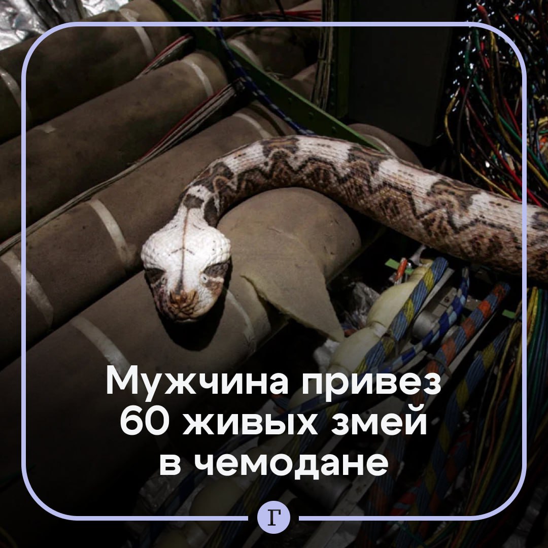 В аэропорту Израиля задержали пассажира с 60 живыми змеями в чемодане.  Мужчина прибыл из Германии. При проверке багажа у него нашли десятки холщовых мешков с рептилиями.  Контрабандиста задержали. По предварительным оценкам, стоимость живого груза превысит десятки тысяч шекелей  более 250 тыс. руб. .    Время пересмотреть фильм «Змеиный полет»