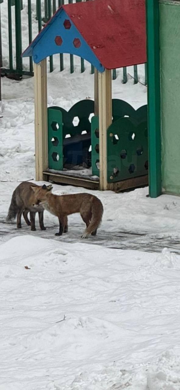 Двух лисиц, разгуливающих по Москве, пытаются поймать сотрудники МЧС  Лис заметили в районе Медведково: животные гуляли на площадке детского садика. Работники вызвали спасателей, но лисы спрятались.