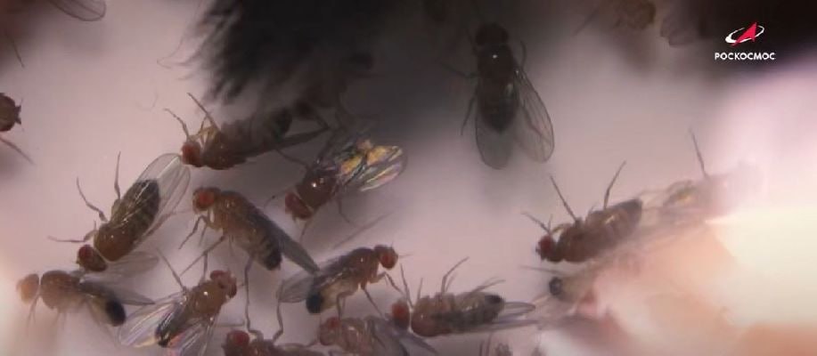 Потомков побывавших в космосе мух дрозофил отправят в новый полёт на орбиту Насекомые полетят на борту пилотируемого корабля Союз МС 28 Эксперимент рассчитан на 14 дней Старт намечен на 27 ноября сообщили ТАСС в Институте медико биологических проблем РАН На борту МКС мухи должны дать новое потомство Это позволит учёным оценить влияние космического полёта на их репродуктивную функцию Подписаться на Говорит Москва Telegram VK MAX