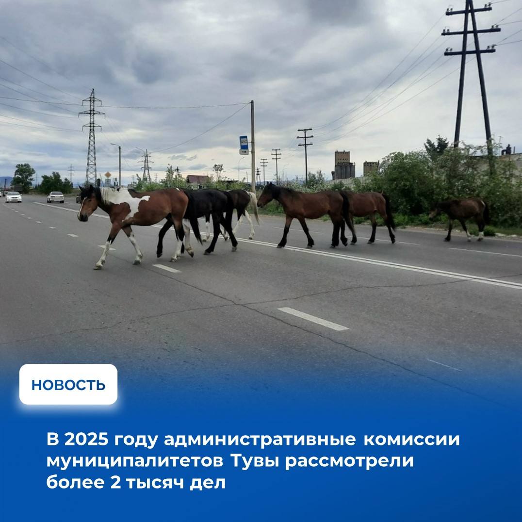 В Правительстве Республики Тыва под председательством заместителя Председателя Правительства региона Шолбана Сендаша состоялось заседание на котором были подведены итоги деятельности административных комиссий муниципальных районов и городских округов республики за 2025 год В течение года комиссиями рассмотрено 2 153 административных дела по результатам которых вынесено 1 744 постановления о назначении штрафов на общую сумму около 3 млн рублей Из указанной суммы более 1 8 млн рублей уплачено в добровольном порядке и взысканы службой судебных приставов По сравнению с 2024 годом количество административных дел по которым назначались штрафы увеличилось почти в два раза Кроме того по 199 делам правонарушителям были вынесены предупреждения ещё 210 дел прекращены В ходе заседания вице премьер Правительства Тувы отметил оперативную и слаженную работу административной комиссии города Кызыла на долю которой пришёлся наибольший объём административных материалов 809 дел Также положительная динамика работы отмечена у комиссий Тес Хемского 166 Тандинского 154 Кызылского 136 Улуг Хемского 129 и Сут Хольского 121 кожуунов Вместе с тем по информации Министерства юстиции Республики Тыва в большинстве случаев административные протоколы в комиссии направляются федеральными органами государственной власти Подробности читайте на сайте