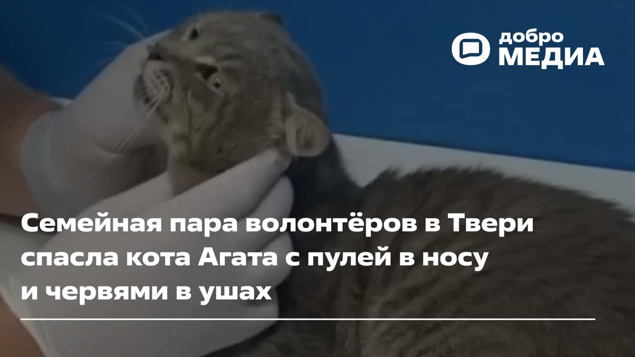 «В носу – пуля, а крови нет»: волонтёры спасли кота с загадочным ранением и червями в ушах  В Твери под машиной нашли странного кота. Вскрикивает и дёргает головой, тяжело дышит. При этом быстро бегает, и ран не видно. Что с ним? Кот не давался в руки, пока на место не прибыли… Чип и Дейл. Так тверские зоозащитники называют Валерию и Сергея Усовых.   Как волонтёры спасли кота, читайте в Добро.Медиа