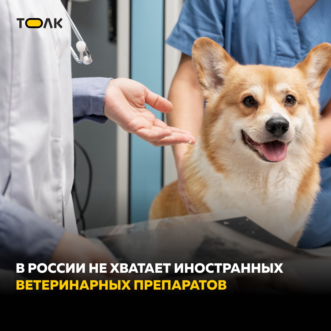 В России возникла нехватка ветеринарных препаратов – у некоторых из иностранных лекарств нет прямых аналогов "Если в 2022 году в страну ввозили более 750 наименований лекарств для животных, то сейчас — менее 300. Одна из причин — изменение порядка и условий ввоза в Россию зарубежных лекарств, полагают эксперты", – пишут в "Известиях". Сейчас практически невозможно купить востребованные "Пропалин" от французской компании Vetoquinol или "Апоквел" от американской Zoetis. В продаже также нет ветеринарных препаратов «Превикос» и «Семинтра» производства немецкой компании Boehringer Ingelheim и «Бравекто» от американской MSD. В дополнение к этому, есть трудности с доступностью зарубежных вакцин для кошек и собак. "Зарубежные компании могут обратиться в суд с требованием запретить ввод на рынок аналога, пока их препарат защищен эксклюзивными правами. Это обстоятельство сдерживает импортозамещение", – рассказал Николай Беспалов, директор по развитию аналитической компании RNC. ТОЛК