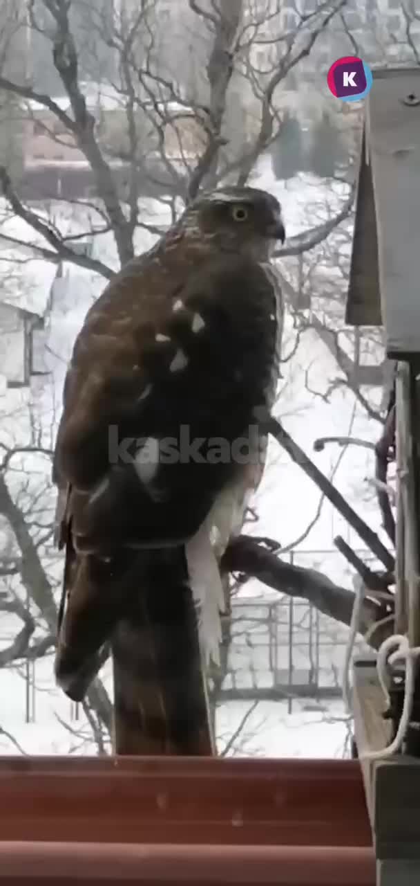 В Зеленоградске и Сергиевом Посаде жители помогают птицам в условиях снегопада