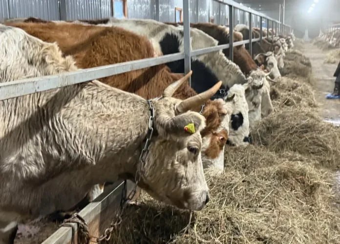 Зимовка скота и лошадей в Якутии проходит в штатном режиме Зимне стойловый сезон для крупного рогатого скота и лошадей в регионе протекает без серьезных проблем Согласно сведениям министерства сельского хозяйства сельскохозяйственные предприятия располагают достаточным количеством кормов Подробнее читайте по ссылке Фото sakha gov ru yk24 ru в MAX Telegram ВК VK Видео