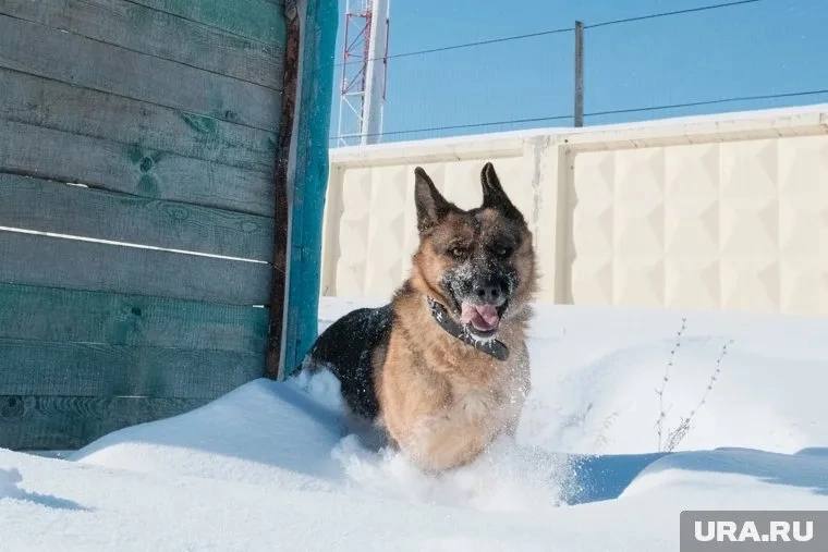 За нападение немецкой овчарки пермячка наказала соседку  Жительница Усолья Пермского края, которую покусала соседская собака, добилась компенсации в 100 тысяч рублей.   Инцидент произошел во время ее прогулки во дворе собственного дома со своей собакой миниатюрной породы — помеси чихуахуа и пекинеса. На них напала немецкая овчарка.