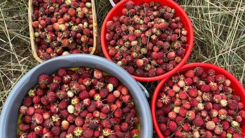 Тюменские леса засыпаны крупной земляникой — сезон в разгаре!  Жители Тюменской области делятся находками: в этом году земляники и лесной клубники особенно много — ягоды крупные и сладкие. «По Московскому тракту около Успенки земляника размером с клубнику — видимо, после пожара так вымахала», — рассказал Николай К. в сообществе «Грибники Тюменской области».    Самые земляничные места недалеко от города: — Салаирский, Ялуторовский, Велижанский, Ирбитский, Червишевский, Московский тракты; — район Андреевского озера; — леса в сторону Тобольска, около деревни Падерина.    Любители дикоросов отмечают: в лесах уже появляется дикая малина и первая черника. Лето обещает быть богатым на ягоды!  А вы собирали землянику? Ждем фото в комментаиях     Присылай новости