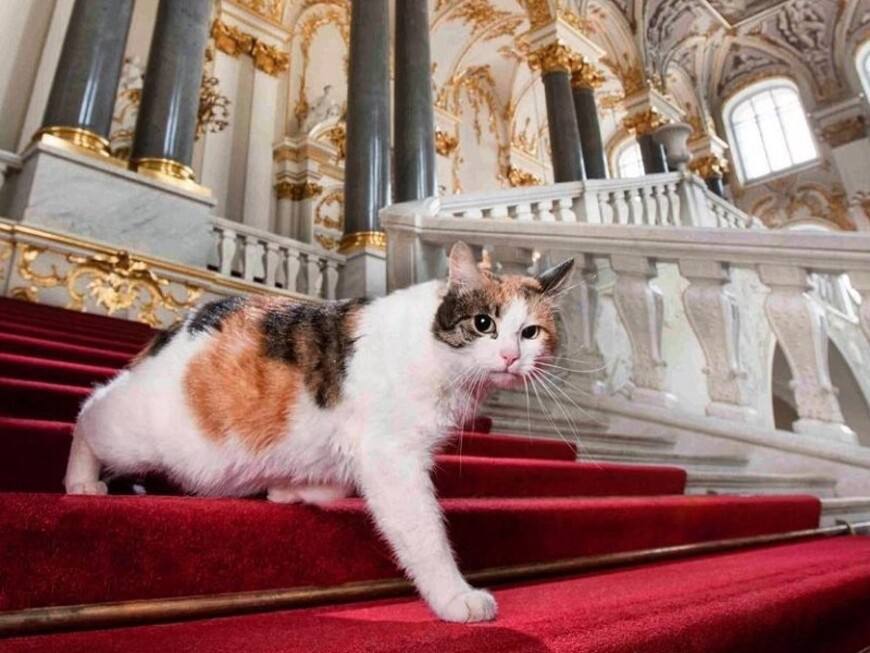 Французский меценат оставил наследство эрмитажным котам Сейчас юристы занимаются документами, чтобы животные получили деньги. По словам генерального директора Государственного Эрмитажа Михаила Пиотровского, француз в завещании распределил своё имущество между родственниками, экологической организацией и котами Эрмитажа.
