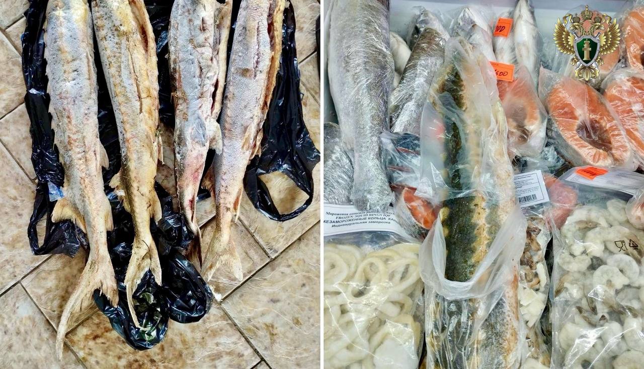 Прокуратура направила в суд уголовное дело о незаконном обороте особо ценных видов рыбы Прокуратура Нефтекумского района утвердила обвинительное заключение по уголовному в отношении 53 летней жительницы Нефтекумска Она обвиняется по п б ч 2 ст 258 1 УК РФ незаконные приобретение хранение и продажа особо ценных водных биологических ресурсов По версии следствия в ноябре прошлого года женщина приобрела у неустановленных лиц в соседнем регионе не менее 7 особей осетровых рыб занесенных в Красную книгу Российской Федерации После этого она разместила объявление о продаже осетровых в сети Интернет и торговала ими на территории торгового комплекса Незаконная деятельность обвиняемой по продаже особо ценных водных биологических ресурсов пресечена правоохранительными органами Уголовное дело с утвержденным прокурором обвинительным заключением направлено в Нефтекумский районный суд для рассмотрения по существу Санкция ч 2 ст 258 1 УК РФ предусматривает наказание в виде лишения свободы на срок до 6 лет Сайт Тelegram ВК Обратиться в прокуратуру