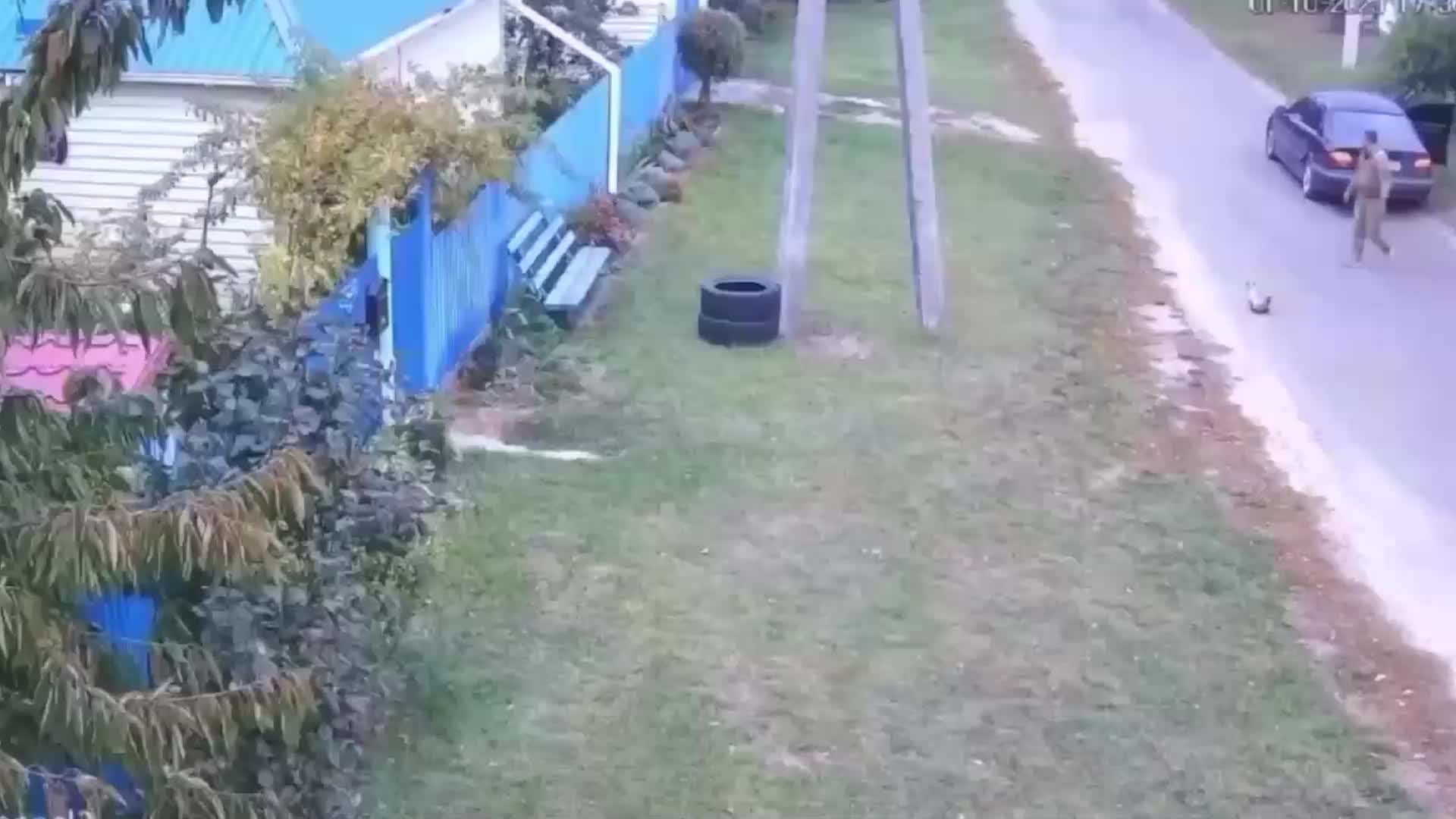 Сотрудники ТЦК на видео забирают кота с улицы