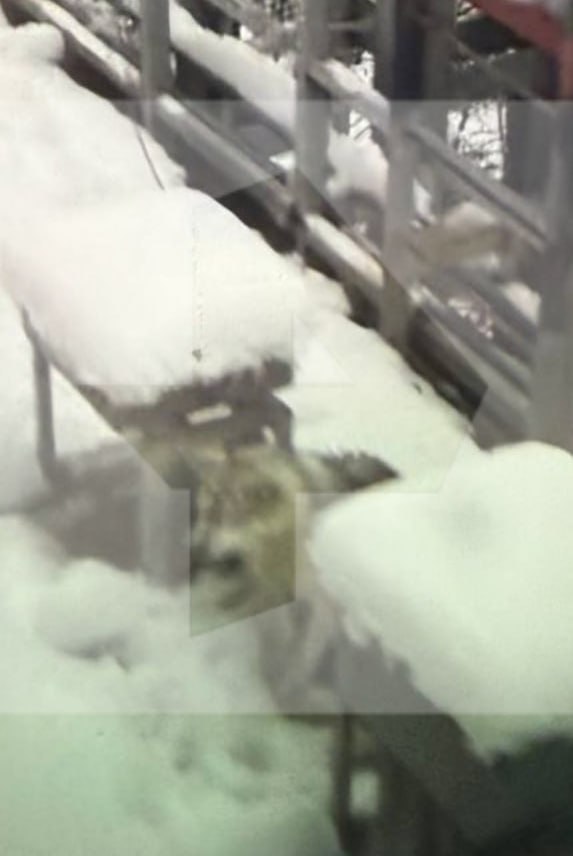 Животное похожее на волка сбила электричка на станции Роза Хутор в Сочи Его могут не спасти сообщил источник РЕН ТВ Зверь продолжает лежать на месте происшествия в полуживом состоянии Станционные работники не знают что им делать Представители Минприроды региона ничем не могут помочь так как уверяют что территория где произошел наезд находится не в их собственности В местном заповеднике в помощи тоже отказывают из за охраняемой местности РЕН ТВ в Telegram в MAX