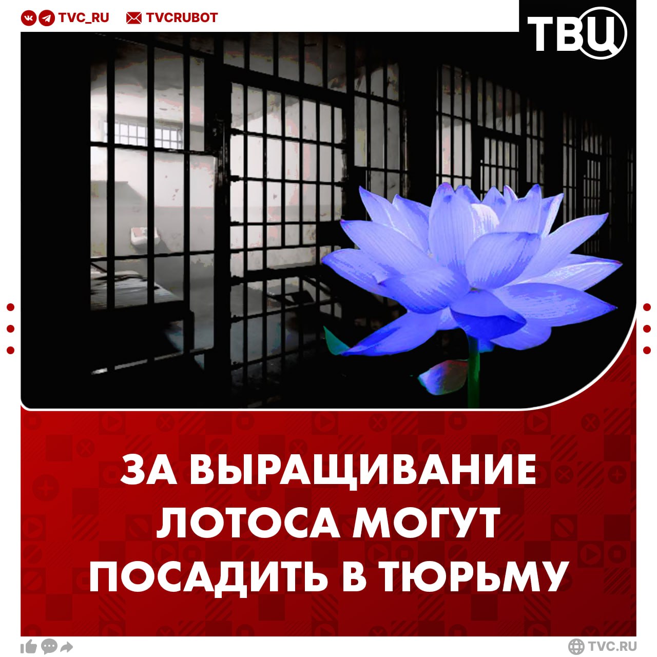 Россияне могут сесть в тюрьму за выращивание некоторых растений и грибов Запрещается выращивать банистериопсис каапи, гармалу, голубой лотос, шалфей предсказателей, некоторые виды мака, кокаиновый куст, а также грибы с содержанием наркотических соединений. Более 20 грибов считаются крупным размером, а от 200 — особо крупным. Штраф за выращивание растений и грибов в крупном размере достигает 300 тысяч рублей или до двух лет лишения свободы, за особо крупный — до восьми лет.