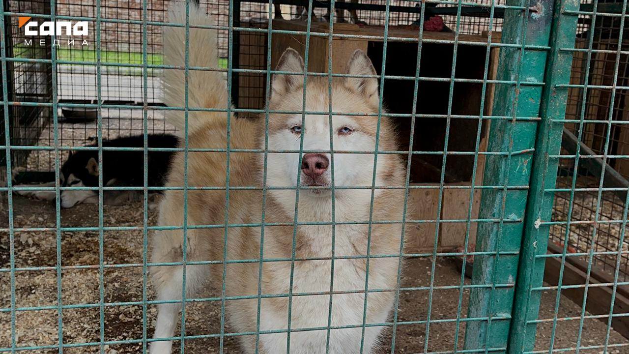 48 бездомных собак из Владикавказа обретут дом в районах Северной Осетии Муниципалитеты ищут заботливых хозяев для бездомных животных В ближайшие три недели 48 дворняжек из Владикавказа распределят по домам в районах Северной Осетии В благотворительной акции участвуют все районы кроме Моздокского В АМС города сообщили что Владикавказский питомник активно отлавливает бродячих собак стерилизует их и чипирует но места для их содержания по прежнему не хватает Для решения проблемы наладили сотрудничество с муниципалитетами районные власти находят желающих завести собаку а специалисты питомника лично привозят ее новым хозяевам Первые 16 собак уже нашли новый дом один песик уехал к фермеру в Алагирский район две собаки теперь будут жить в Ардонском районе три в Дигорском еще две в Ирафском две в Кировском еще три собаки переехали в Правобережный район В рамках акции Возьми собаку из приюта сотрудники питомника также доставили трех собак новым хозяевам в Пригородном районе Одного питомца взял себе глава района Руслан Есиев еще двух собак приручил глава Октябрьского поселения Вячеслав Пухаев Животных передают вместе со свидетельством о чипировании паспортом и актом приема передачи Глава региона Сергей Меняйло на сегодняшнем аппаратном совещании поручил активно продолжать эту работу и вновь изучить вопрос по созданию межмуниципальных питомников Подписывайся на Сапа 15 Telegram МАХ
