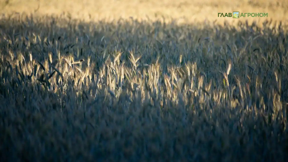 Русагро совместно с партнером из Турции создали компанию по производству семян В начале февраля ООО Русагро инвест зарегистрировало в Белгороде совместное предприятие с бизнесменом из Турции Сарикуртом Бедирханом ООО Солрост Новая компания будет специализироваться на выращивании зерновых кроме риса зернобобовых культур и семян масличных культур Подробнее читайте