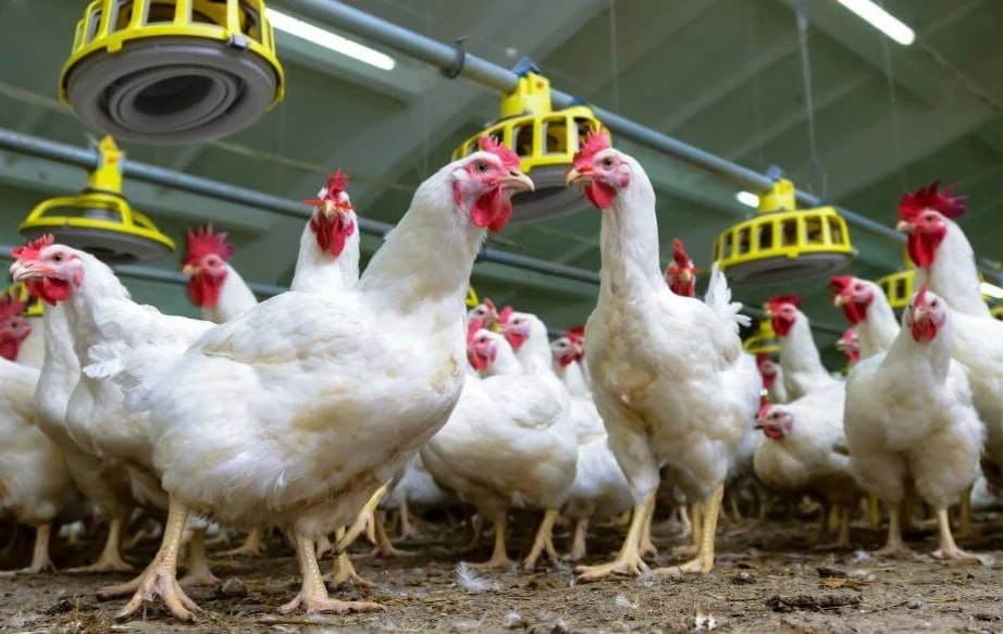 В создание современной птицефермы в Хабаровском крае предлагают вложиться инвесторам Пока в крае нет собственного производства по выпуску мяса птицы но действуют два производителя куриных яиц и одно перепелиных   Население региона потребляет около 49 тыс тонн куриного мяса ежегодно Чтобы закрыть потребности надо увеличить объемы производства более чем на 46 тыс тонн мяса в год По поручению губернатора Дмитрия Демешина подготовлен проект птицефермы по выращиванию бройлеров мощностью 300 тыс голов Предприятие сможет ежегодно производить 600 тонн мяса птицы а также побочную продукцию Для реализации потребуется 331 млн рублей Срок окупаемости составит около 10 5 лет Подробнее ознакомиться с инвестпредложением можно на инвестиционной карте РФ АПИРИ готово обеспечить сопровождение Нацрейтинг27 Инвестклимат27 ХАБАРОВСКИЙ КРАЙ в МАХ