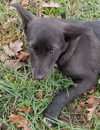 Щенка с переломанными лапами спасают волонтеры в Шахтах 28 ноября жители Шахт обнаружили у обочины трассы полуживую собаку которую по всей видимости сбил автомобиль Об этом рассказала местная зоозащитница Ольга Мосиюк Щенка с серьезными травмами задних лап доставили в ветклинику волонтеры для проведения рентгена и стационарного лечения У собаки был выявлен перелом бедренной кости а также множественные гематомы и шок На данный момент животное ожидает проведение дорогостоящей операции Подпишись на 1Rnd в МАХ Написать в редакцию