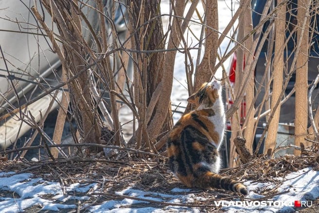 Синоптики Примгидромета обещают снег в среду, а погодные агрегаторы Gismeteo и «Яндекс Погода» по-разному предвещают температуру воздуха.  Одинаково только одно — во Владивостоке отступит мороз. К концу недели столбики термометров покажут плюсовые значения.  Мы собрали прогноз на 7 дней с 10–16 февраля.   Подписаться