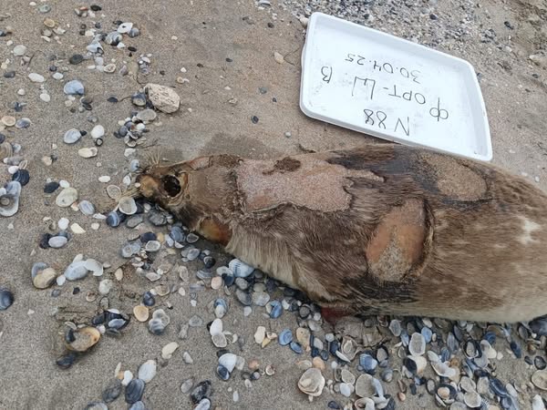 Разлагающиеся туши тюленей нашли на берегу Каспийского моря в Мангистау Как сообщили в Комитете рыбного хозяйства МСХ РК, 29 апреля сотрудники Жайык-Каспийской межобластной бассейновой инспекции обнаружили на побережье Каспийского моря 88 туш тюленей. «Сотрудники районного отдела полиции зарегистрировали факт гибели краснокнижных животных в ЕРДР», – отметили в ведомстве. По данным Казгидромета, за прошедший период в акватории региона преобладали западные ветра, которые и принесли к берегу туши мёртвых тюленей. По информации института гидробиологии и экологии, туши животных находятся в крайней стадии разложения, что делает невозможным проведение качественного отбора проб для дальнейших лабораторных исследований, включая токсикологические и патологоанатомические анализы. «В настоящее время причины гибели водных животных установить затруднительно в связи со значительным временем прошедшим с момента предполагаемой смерти животных 2-3 недели », – пояснили эксперты. /CentralMediaNews