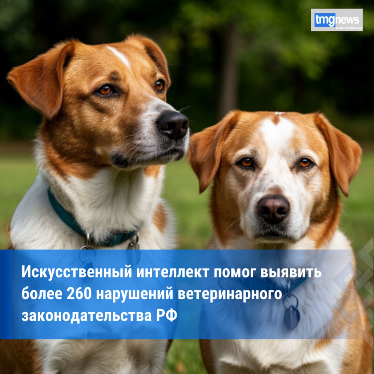 Управлением Россельхознадзора выявлено 268 случаев нарушений ветеринарного законодательства С 1 по 29 августа 2025 года сотрудники отдела государственного ветеринарного надзора на государственной границе РФ и транспорте Управления Россельхознадзора по республикам Хакасия и Тыва используя интерфейс Искусственный интеллект выявили 268 нарушений ветеринарного законодательства РФ По данным ведомства основные нарушения касались несвоевременного погашения транспортных ветеринарных сопроводительных документов ВСД в установленные сроки 24 часа с момента прибытия транспортного средства и перемещения продукции между хозяйствующими субъектами за нелогичные периоды времени По результатам мониторинга аналитических подсистем и выявления ошибок связанных с несвоевременным погашением ВСД Управление Россельхознадзора вынесло 260 предупреждений и 8 ограничений доступа уполномоченных лиц и хозяйствующих субъектов к системе ВетИС Паспорт Подробнее здесь
