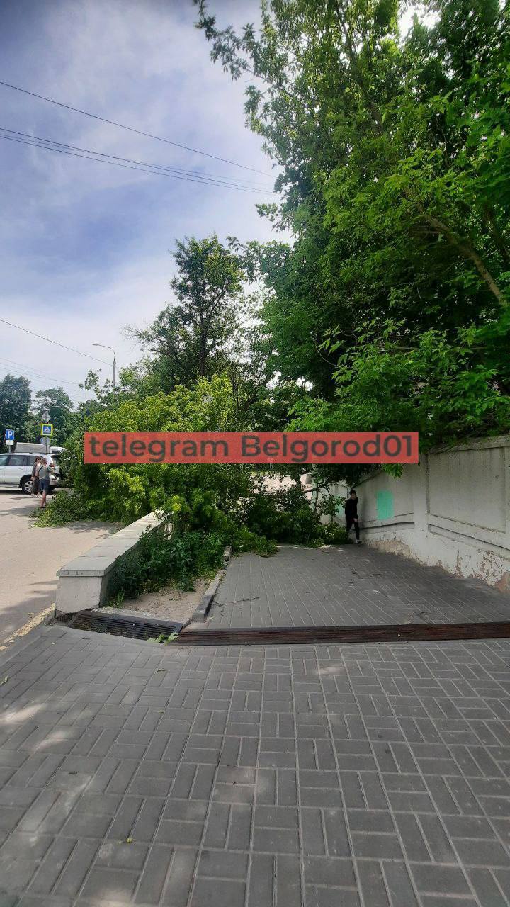 У БЦ «Энергомаш» тоже упало дерево, перекрыв тротуар. Будьте осторожны: сильный ветер порывами 15-17 м/с сохранится в Белгороде ближайшие два дня. При ЧП звоните в 112. Прислать фото/видео: Подпишись на «Белгород №1»