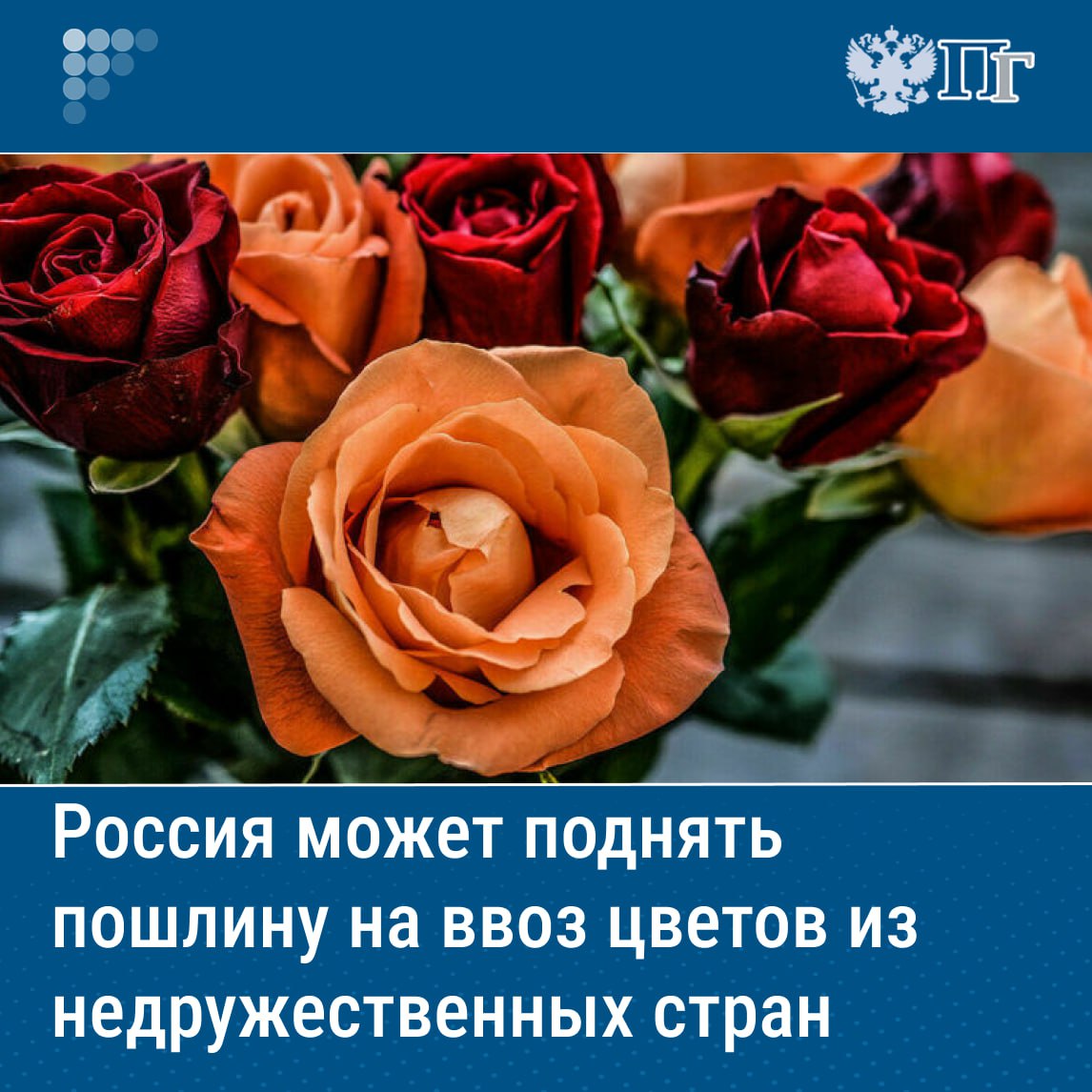 ⏺Россия в нынешнем году может повысить пошлину на импорт цветов из недружественных стран, сообщила министр сельского хозяйства РФ Оксана Лут. Она напомнила о повышении пошлин на указанную продукцию с 5 до 20 процентов в июле 2024-го в рамках специальных экономических мер. «В этом году может будем увеличивать эти пошлины», — допустила чиновница. Подписаться на «Парламентскую газету»