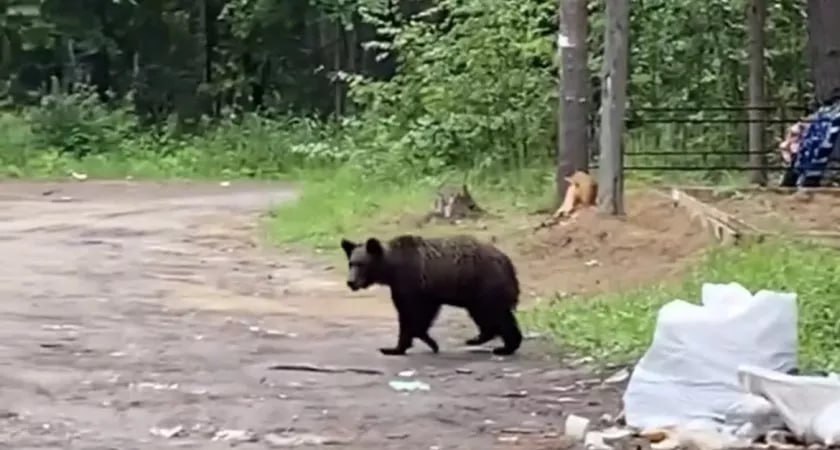 На Верхнечовском кладбище Сыктывкара медведь вышел к людям  Жители Сыктывкара неподалеку от микрорайона Емваль заметили медведя, который перебегал дорогу. Видео с хищником быстро распространилось в соцсетях. В Минприроды Коми подтвердили информацию о появлении хищника на Верхнечовском кладбище.  По словам специалистов, звери приходят в населенные пункты и на кладбища в поисках еды. Причина — свалки с пищевыми отходами, оставленные на могилах угощения, бездомные животные и т.п.