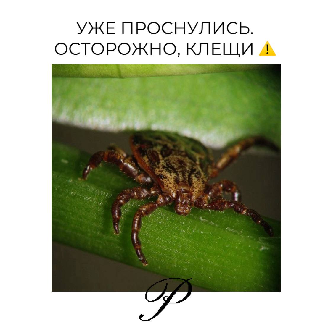 В Свердловской области — всплеск активности клещей: почти 5 тысяч пострадавших Клещевой сезон в регионе стремительно набирает обороты. По данным Роспотребнадзора, на 3 мая в Свердловской области уже зарегистрировано 4700 обращений по поводу укусов клещей. Среди пострадавших есть дети — 22% от общего числа. Специалисты напоминают: в сезон активности клещей особенно важно использовать защитную одежду, репелленты и проверяться после прогулок на природе Подписаться