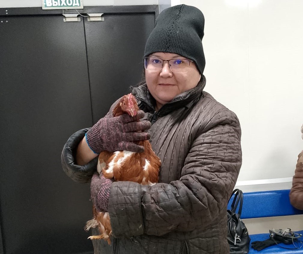 В Чите улучшили демографическую ситуацию среди кур Ветеринар Чернышевской станции по борьбе с болезнями животных Забайкалья впервые сделала пластическую операцию курице которая не могла снести яйцо Врач установила что в два месяца от роду курочка перенесла травму сородичи расклевали ей клоаку Открытую рану удалось заживить но неравномерно появились осложнения и путь яйца из яйцевода в клоаку оказался перекрыт Ветеринар оказала птице хирургическую помощь проведя уникальную операцию по восстановлению яйценоскости Подробности в Номер один Сообщить нам свою новость можно по кнопке Письмо в редакцию