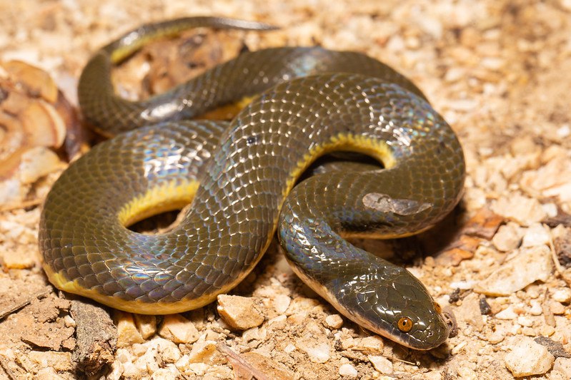 Краснокнижная змея покусала 41 летнего жителя Башкирии Каспийский полоз укусил жителя Салавата за мошонку и руку а также бедро Мужчина получил множественные укусы от каспийского полоза змеи занесенной в Красную книгу во время принятия ванны Он взял с собой змею которая не оценила пенной вечеринки Укус вызвал обширную гематому в паховой области Каспийский полоз не ядовит но его укусы весьма болезненны Пострадавшему потребовалось медицинское лечение Известно что мужчина занимается разведением экзотических животных в его коллекции есть гекконы пауки тараканы и несколько видов змей aifrb